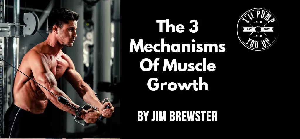 The 3 Mechanisms Of Muscle Growth